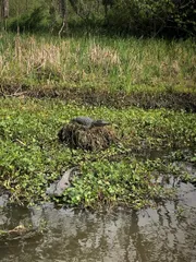 The image shows a swampy water area with vegetation, where two alligators are visible—one resting on the bank and the other partially submerged in the water.