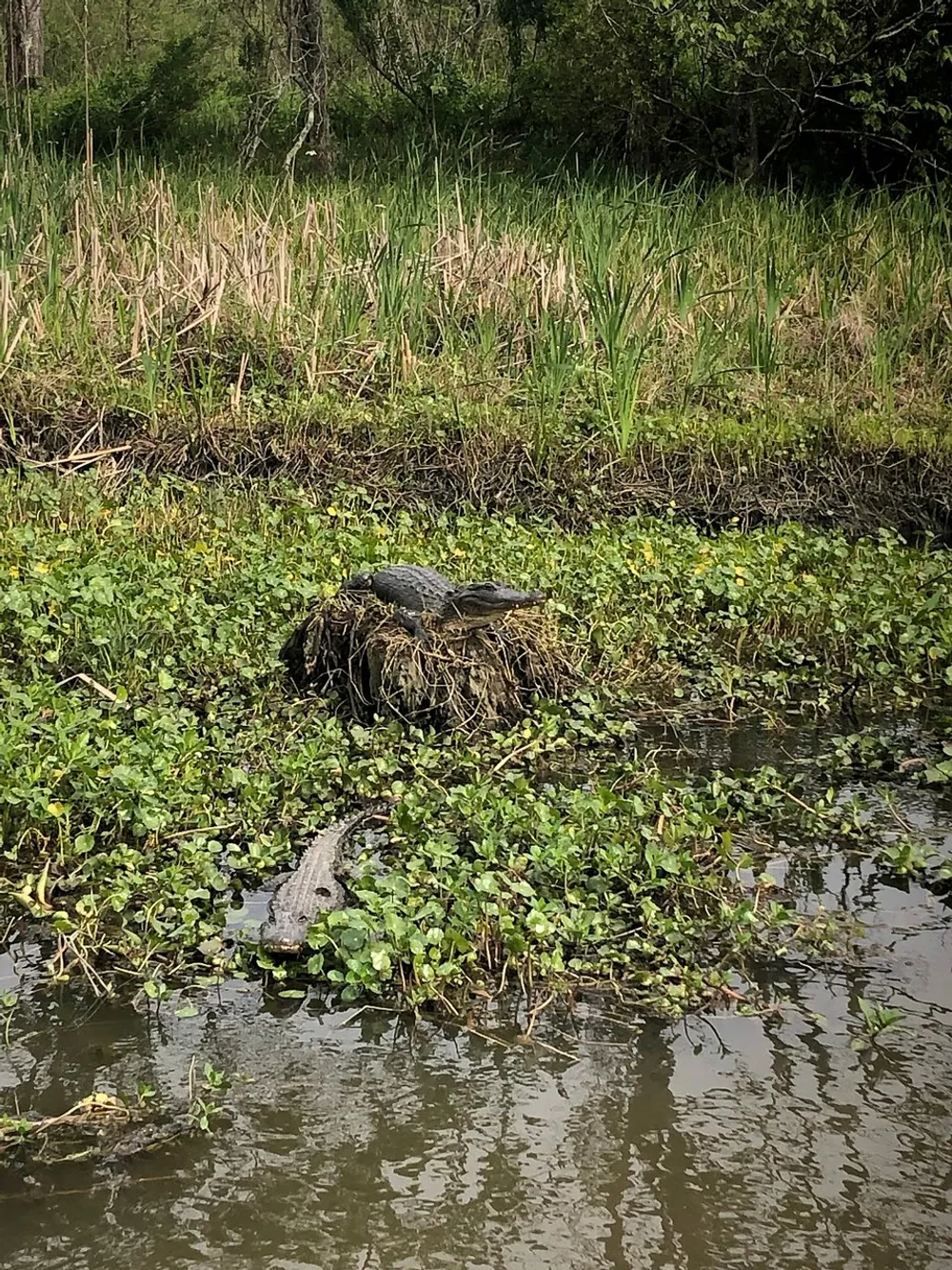 The image shows a swampy water area with vegetation where two alligators are visibleone resting on the bank and the other partially submerged in the water