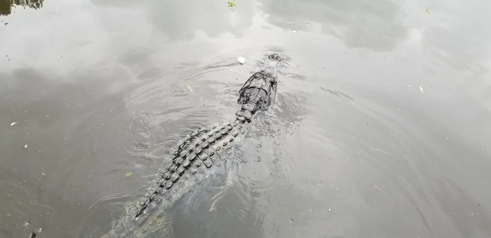 An alligator is swimming in murky water with only its back and tail visible above the surface