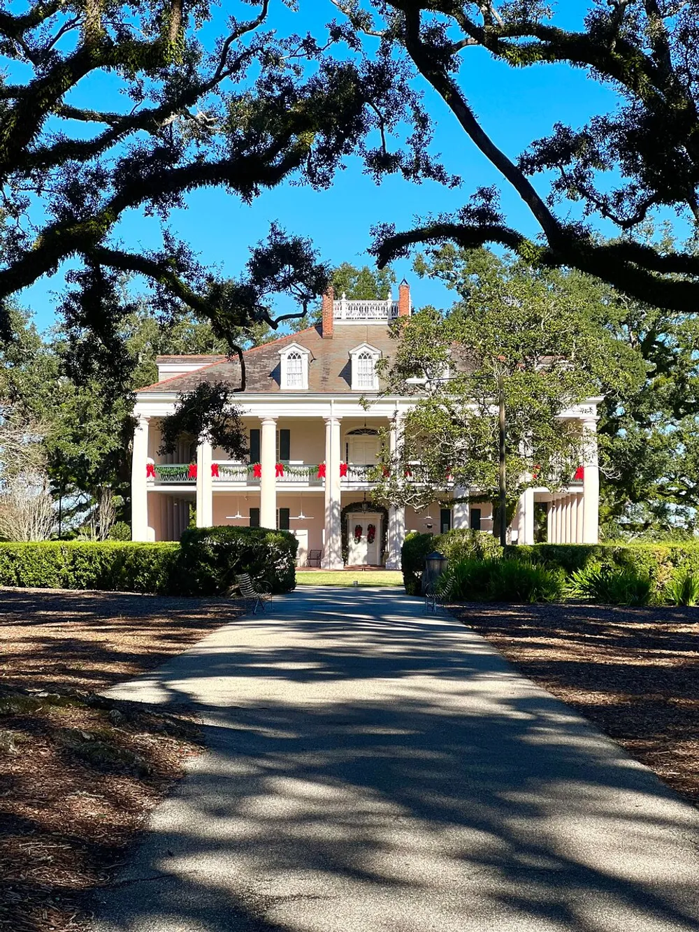 A grand white house with red ribbon decorations on its columns is framed by the sprawling branches of an oak tree with a shaded driveway leading to its entrance