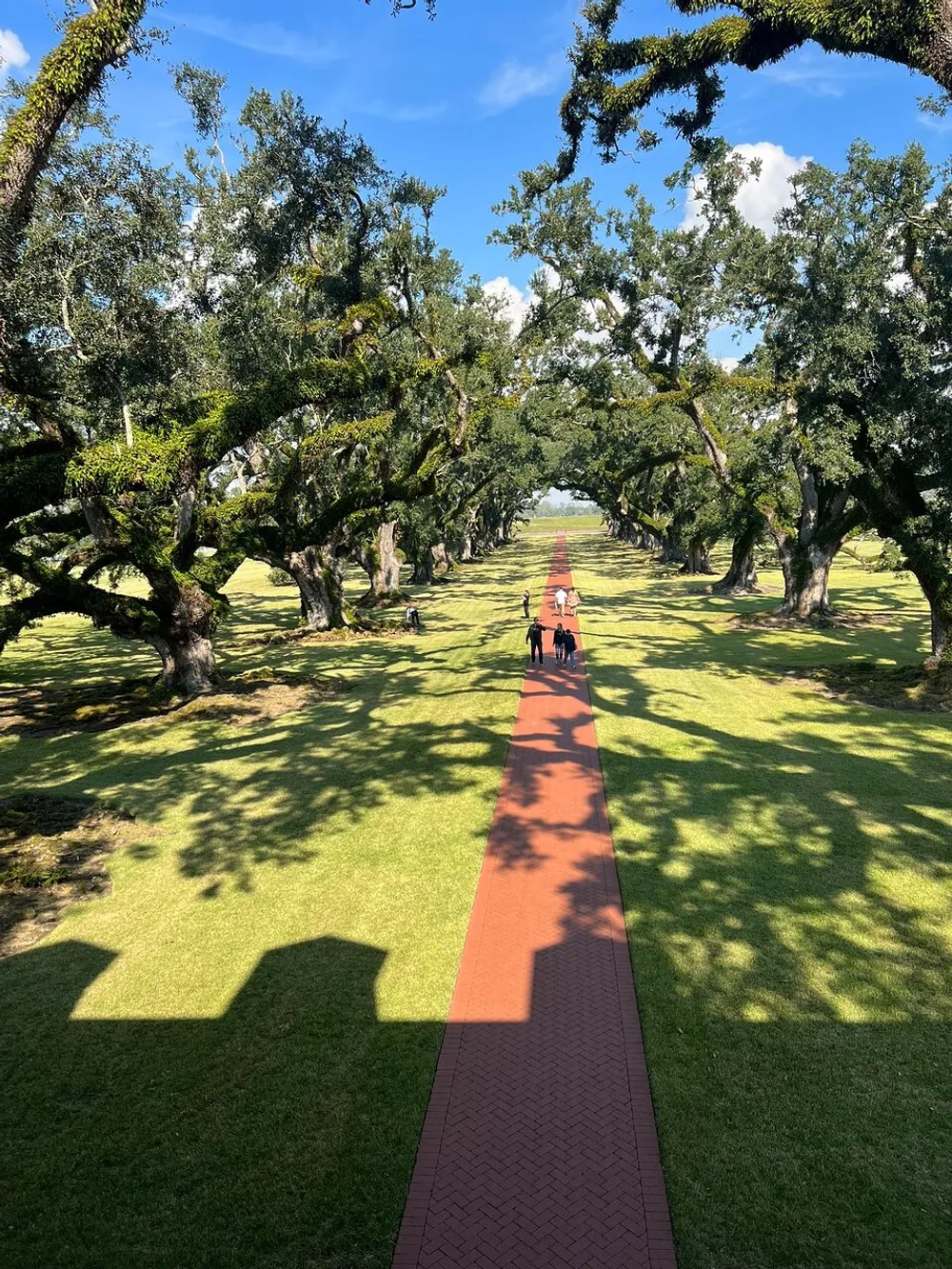 This image features a scenic view of a long brick pathway flanked by majestic oak trees with people walking down the path and the sunlight casting dappled shadows across the verdant grass