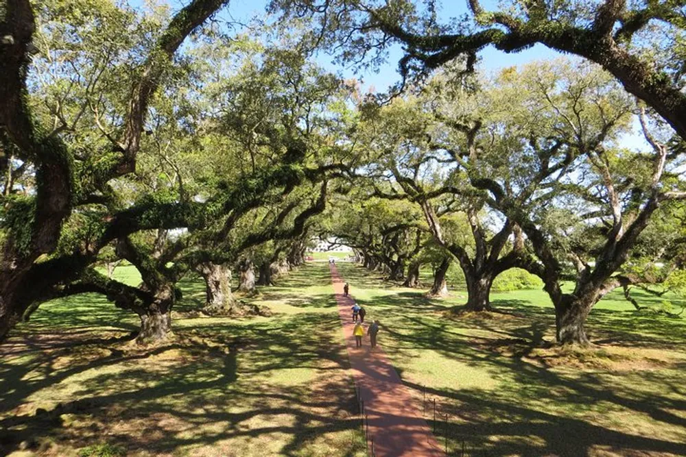 A person walks along a brick path flanked by a majestic avenue of sprawling ancient oak trees casting dappled shadows on the ground