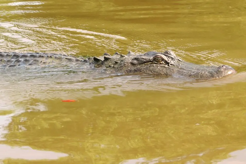 A crocodile is partially submerged in murky water with only its ridged back and head visible above the surface