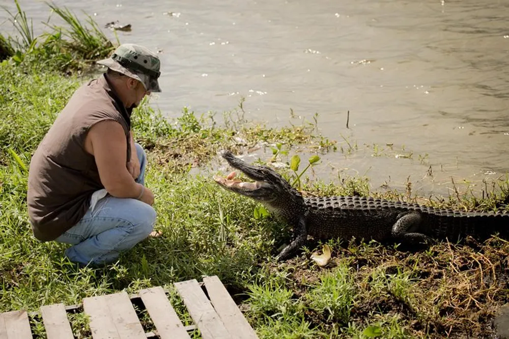 A person is squatting near the waters edge facing an alligator with its mouth open