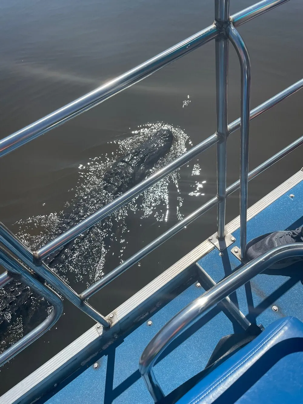 The image captures a close view of a large aquatic animal possibly a whale or dolphin emerging next to a boat with metal railings and blue seats indicating a whale-watching or marine sightseeing tour