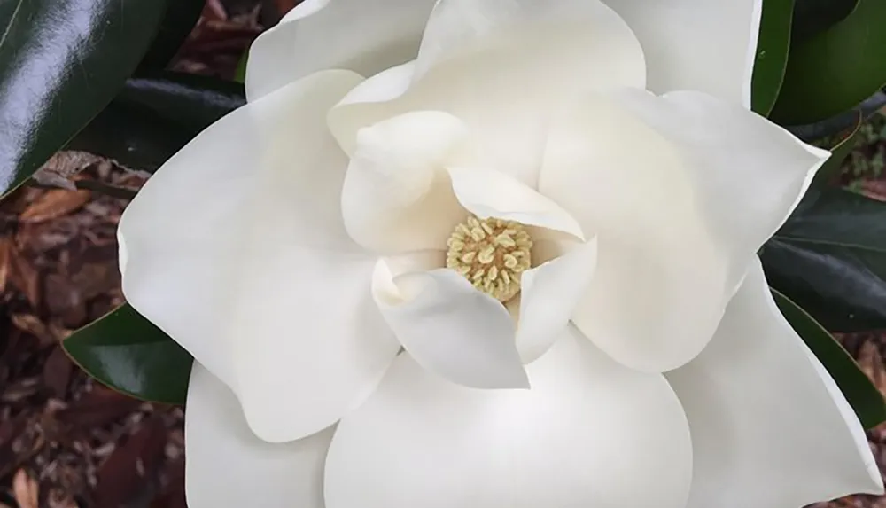 The image depicts a close-up of a pristine white magnolia flower showcasing its delicate petals and central stamen cluster against a backdrop of glossy green leaves and natural ground cover