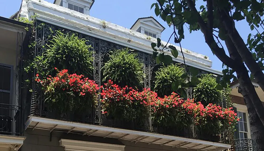 The image shows a balcony adorned with vibrant red flowers and green plants framed by ornate black iron railing and set against the backdrop of a classic building under a clear blue sky