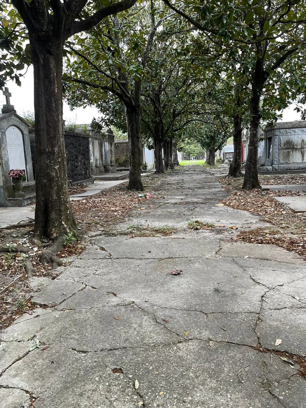 A tranquil path lined with trees leads through an old seemingly serene cemetery with weathered gravestones and crypts
