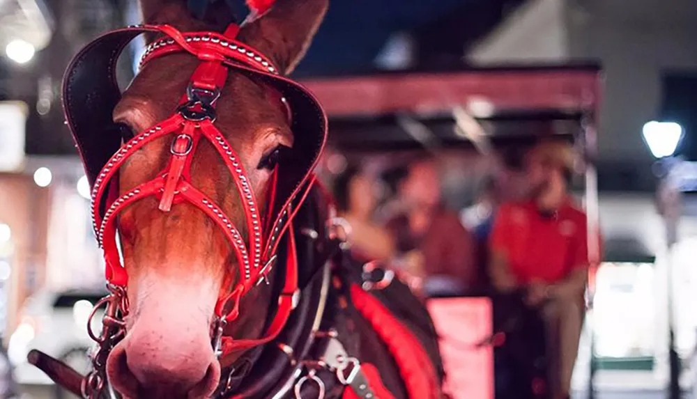 A horse with a red harness is in focus at the front with blurred passengers sitting in a carriage in the background