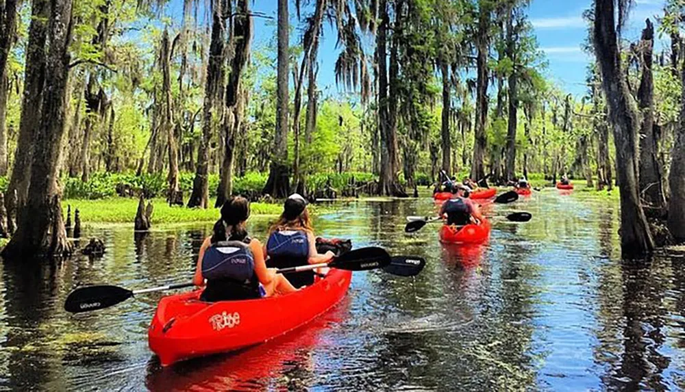 A group of people are kayaking in a scenic waterway surrounded by lush greenery and draped Spanish moss in what resembles a southern cypress swamp