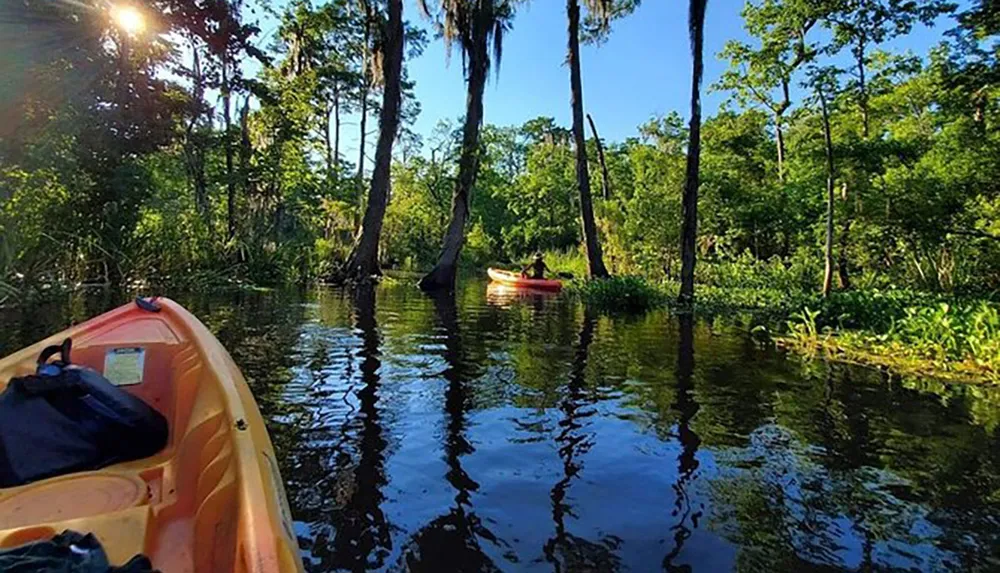 A person kayaks through a serene sun-dappled swamp with dense green foliage and tall trees reflected in the calm water