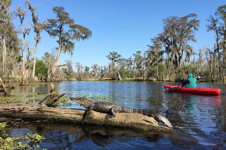 A person kayaks on tranquil water near a log where an alligator is sunning itself in a swampy area dotted with trees covered in Spanish moss.