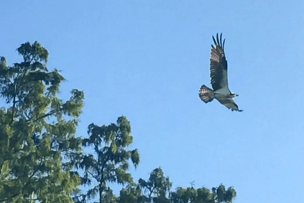 A bird of prey is soaring in the sky with outstretched wings above a backdrop of lush green trees
