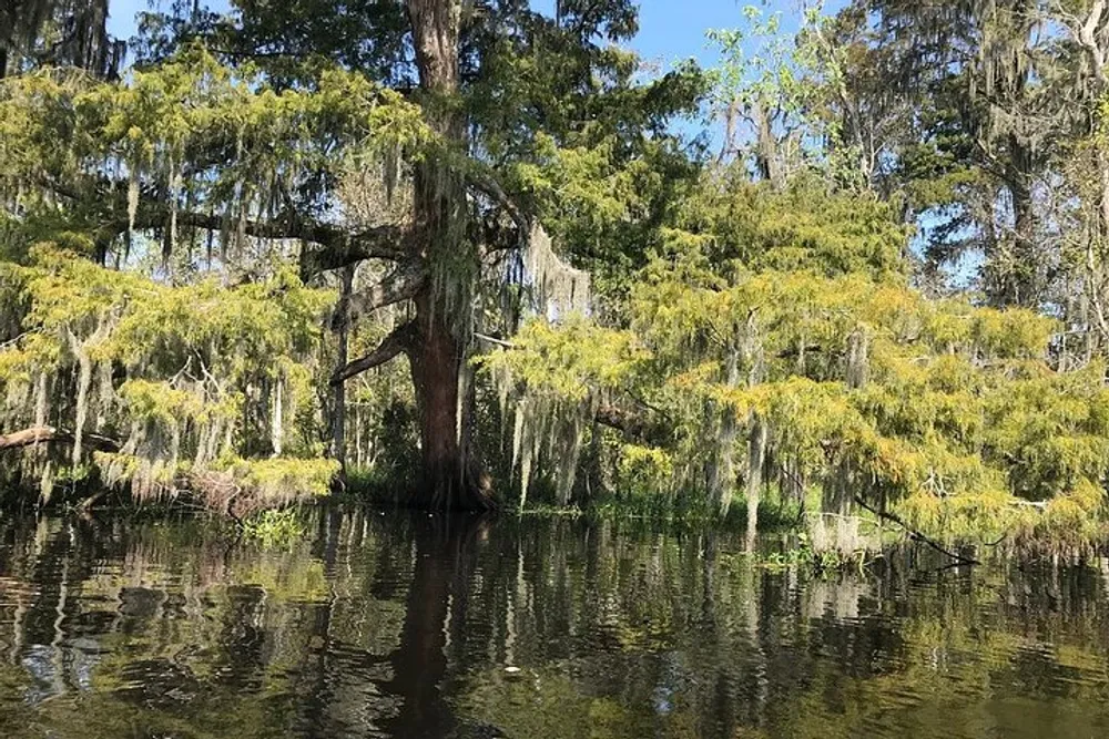 The image captures a serene swamp with a prominent tree draped in Spanish moss under a clear blue sky