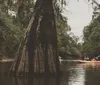 A person kayaks on tranquil water near a log where an alligator is sunning itself in a swampy area dotted with trees covered in Spanish moss