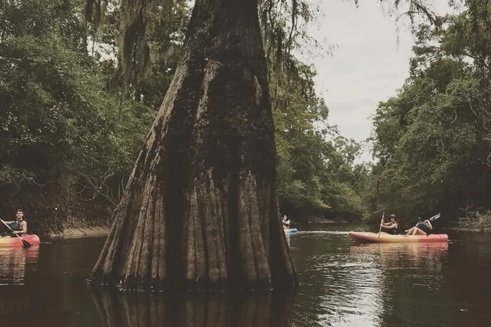 People are kayaking on a calm river passing by a large cypress tree with distinct buttress roots
