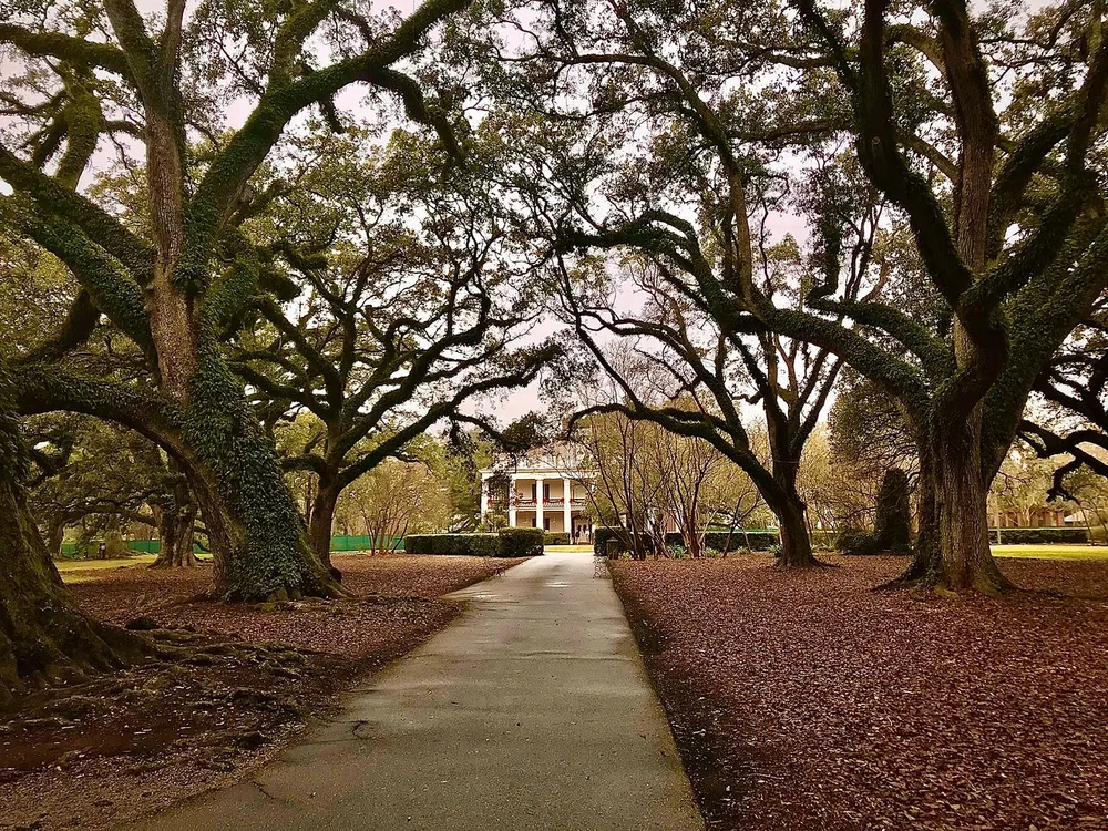 A tree-lined path leads towards a classic southern mansion framed by majestic oak trees