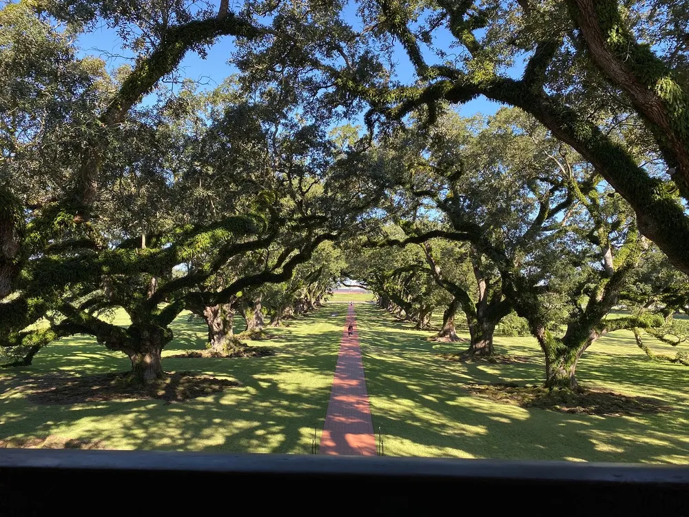 A picturesque tree-lined path stretches away in the distance framed by the twisted branches and rich green foliage of old oak trees