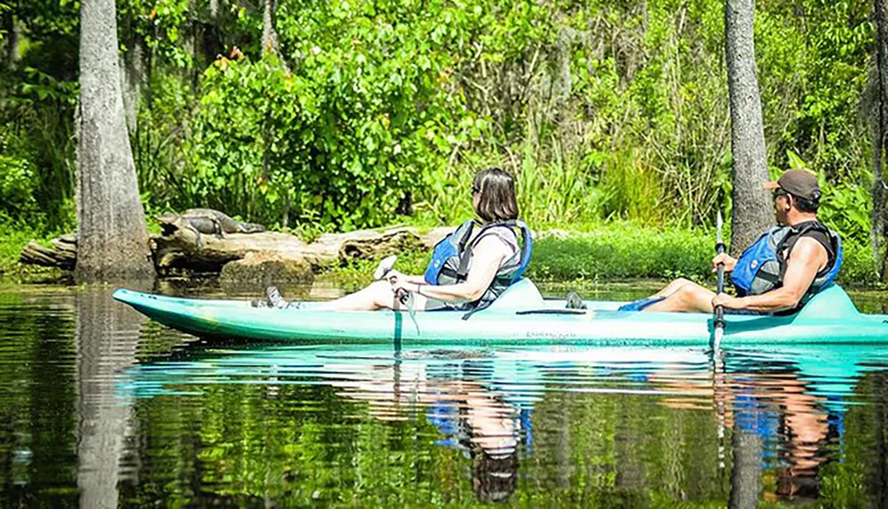 Two people kayak on tranquil water near a lounging alligator