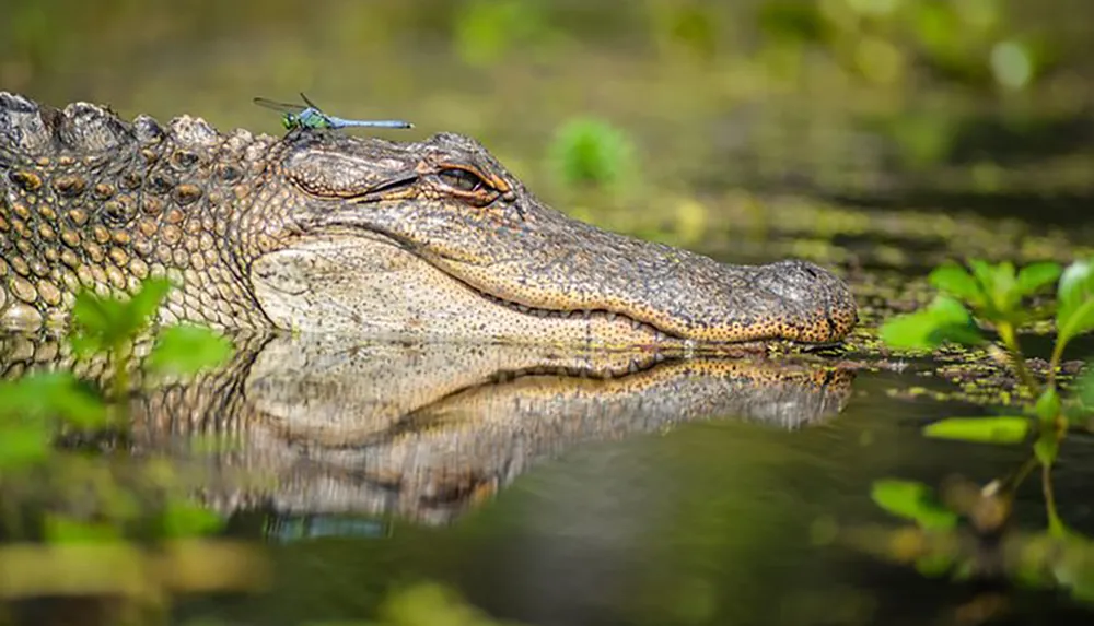 An alligator lies partially submerged in water with a dragonfly resting on its snout