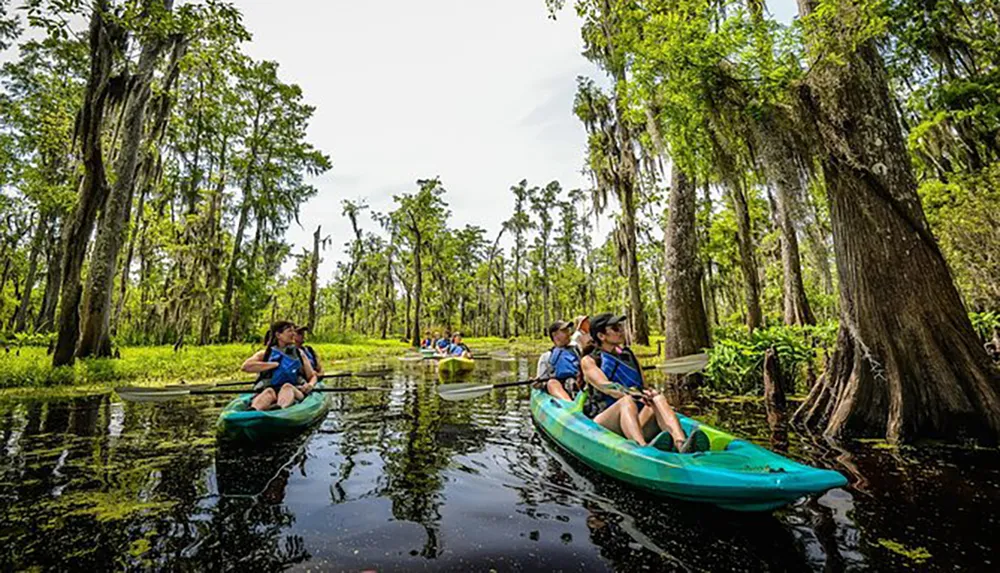 A group of people are kayaking through a tranquil swamp with abundant greenery and Spanish moss-draped trees