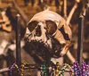 The image displays a human skull placed atop a metal rod surrounded by colorful beads with a backdrop of other bones and potentially artistic or ritualistic props