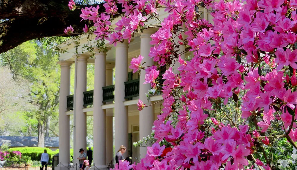 Vibrant pink azaleas bloom in the foreground of a classic white-columned building with people leisurely enjoying the scenic environment