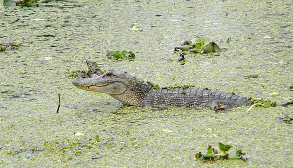 An alligator is resting in a swamp covered with green vegetation partly camouflaging with its surroundings