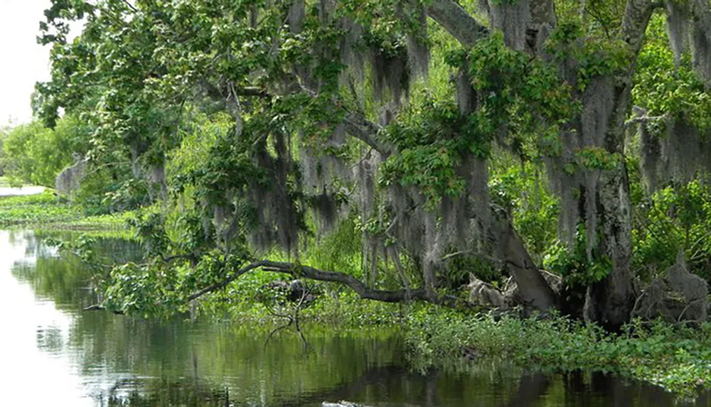 The image shows a serene waterway lined with towering trees draped in Spanish moss reflecting a typical scene from a Southern bayou