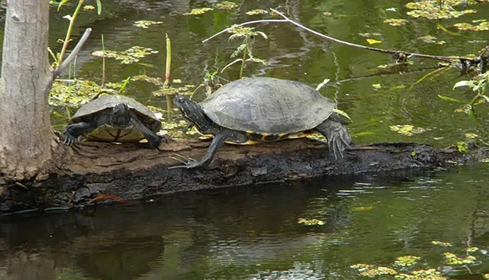 Two turtles bask on a log by the waters edge surrounded by greenery