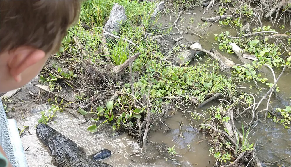 A child observes an alligator resting in muddy water amidst green vegetation