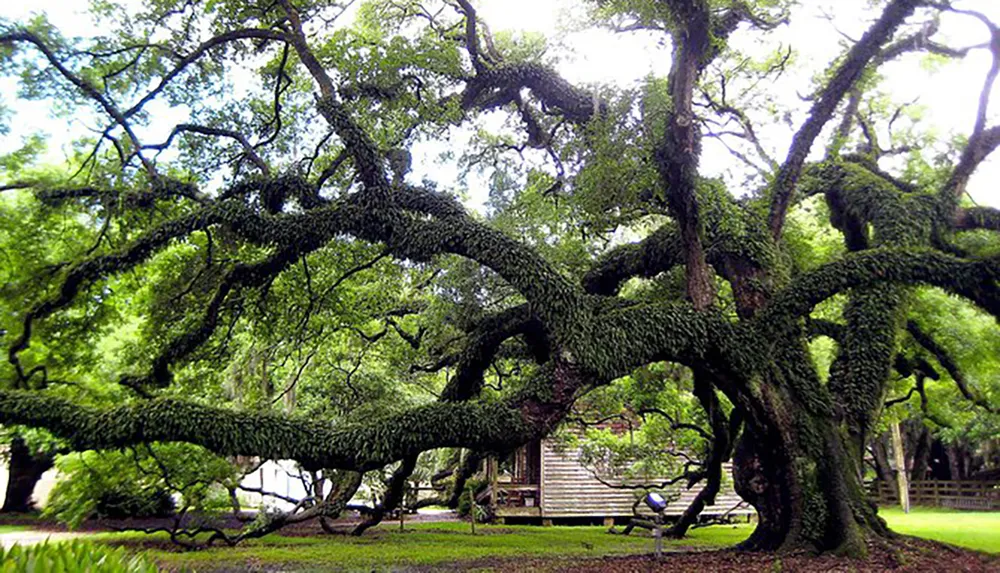A majestic oak tree with sprawling sinuous branches covered in green moss stands in front of a wooden structure amid lush surroundings