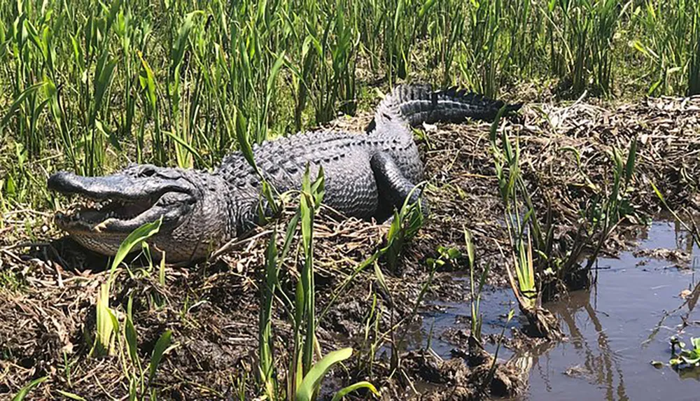 A large alligator is basking in the sunshine amidst marshy vegetation