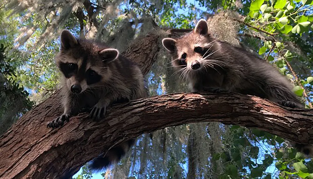 Two raccoons are perched on a tree branch looking curiously at the camera