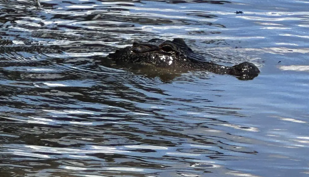An alligator is partially submerged with just its eyes and snout peeking above the waters rippling surface