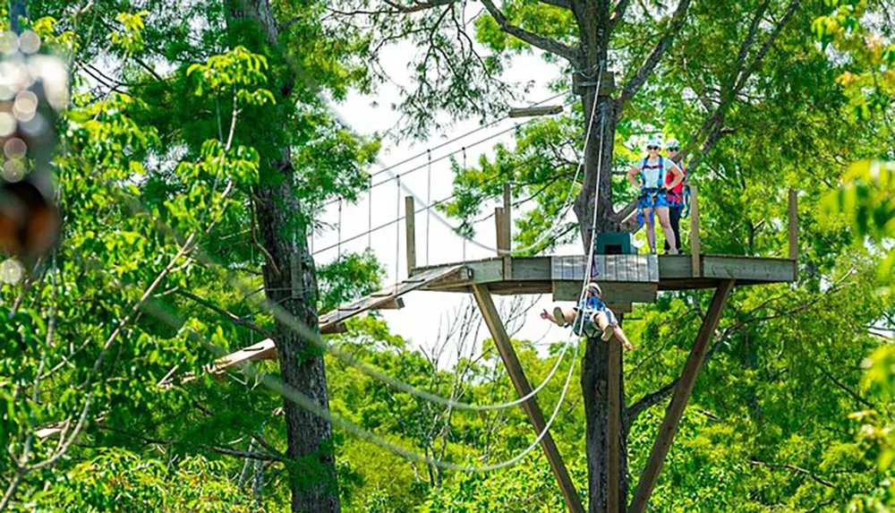 People are engaging in an outdoor adventure activity on a suspended rope course among the trees