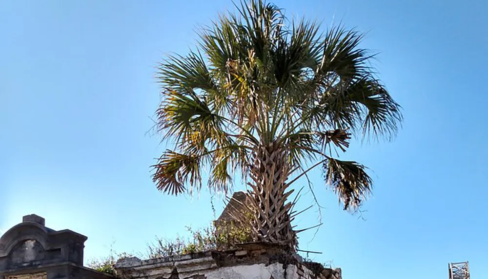 A palm tree is growing atop a weathered stone wall against a clear blue sky
