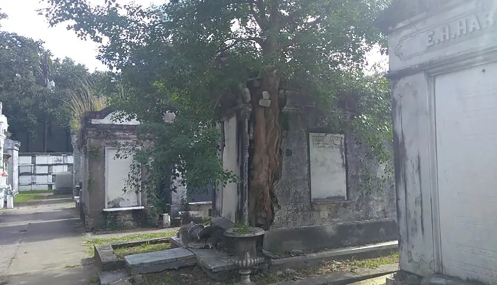 A tree has grown to envelop parts of a tombstone in a weathered and aged cemetery
