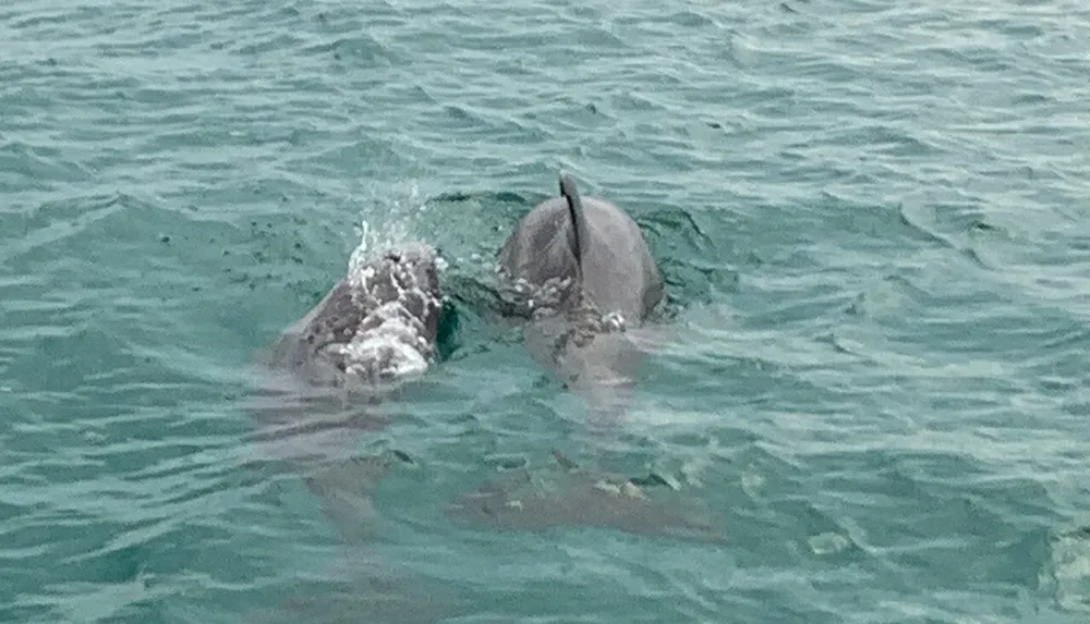 Two dolphins are emerging from the surface of the water