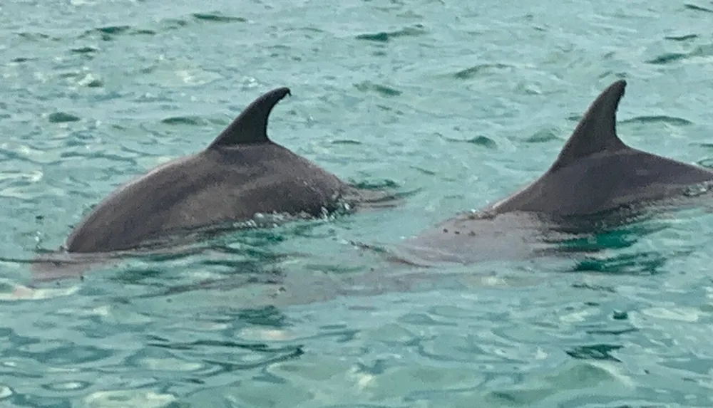 Two dolphins are swimming near the surface of turquoise waters