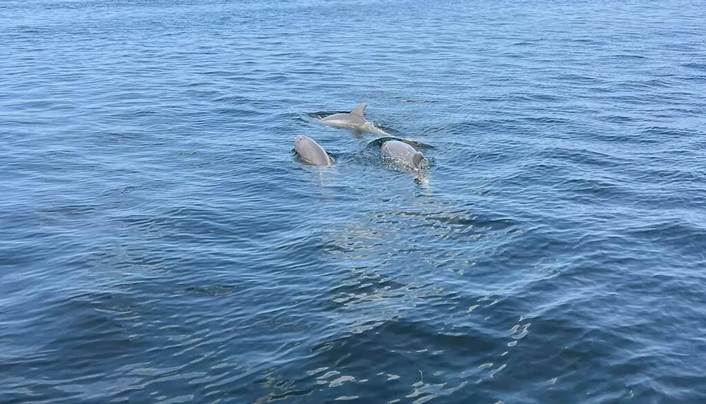 A trio of dolphins is swimming near the surface of a calm blue ocean