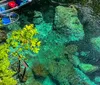 Two people are kayaking in clear water above an underwater scene of rocks and plants with the kayaks clear bottom offering a view into the pristine aquatic environment