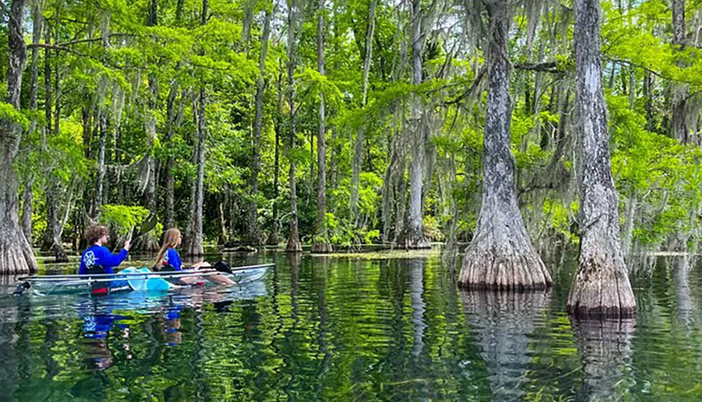 Two people are kayaking through a serene cypress tree-filled swamp with clear water reflecting the surrounding greenery