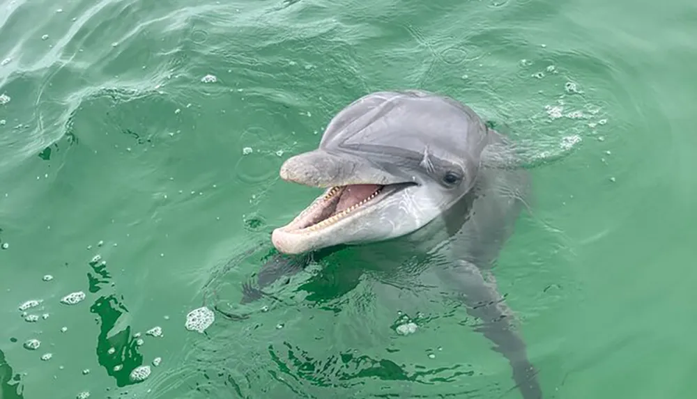 A dolphin is peering above the water surface showing its open mouth and seemingly smiling