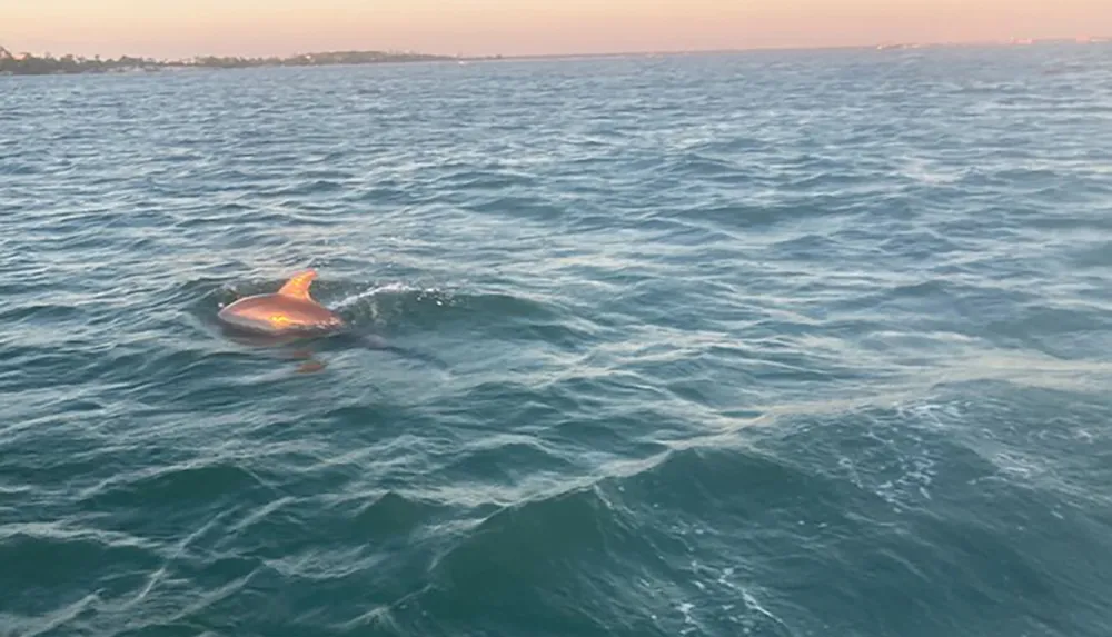 A dolphin is emerging from the sea with its dorsal fin illuminated by sunlight creating a glowing effect