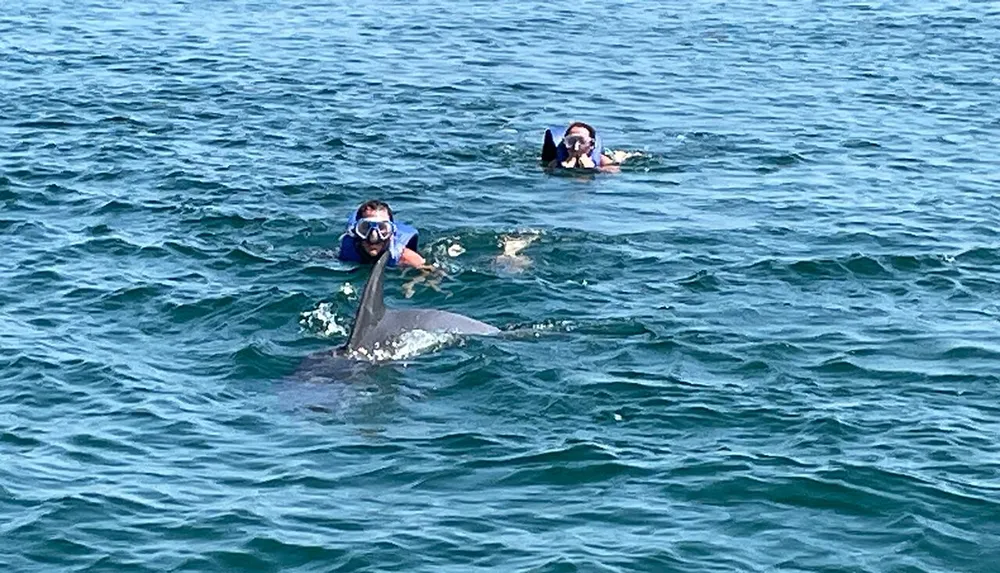 Two people are snorkeling in the ocean close to a dolphin