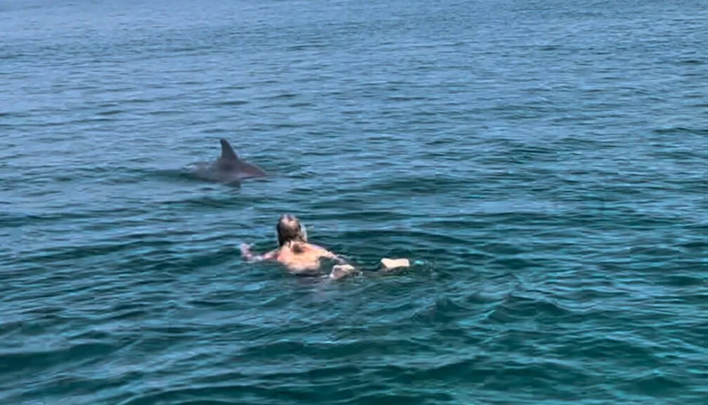 A person is floating in a clear blue sea near a dolphin