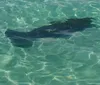A dolphin is swimming just below the surface of rippling blue water