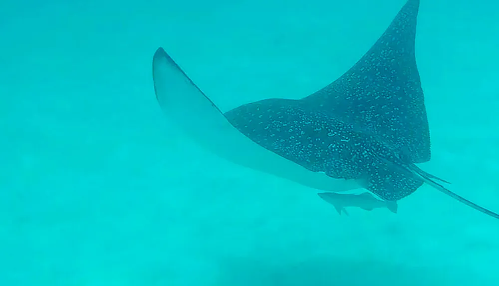 The image captures a spotted stingray gliding gracefully through the tranquil blue waters