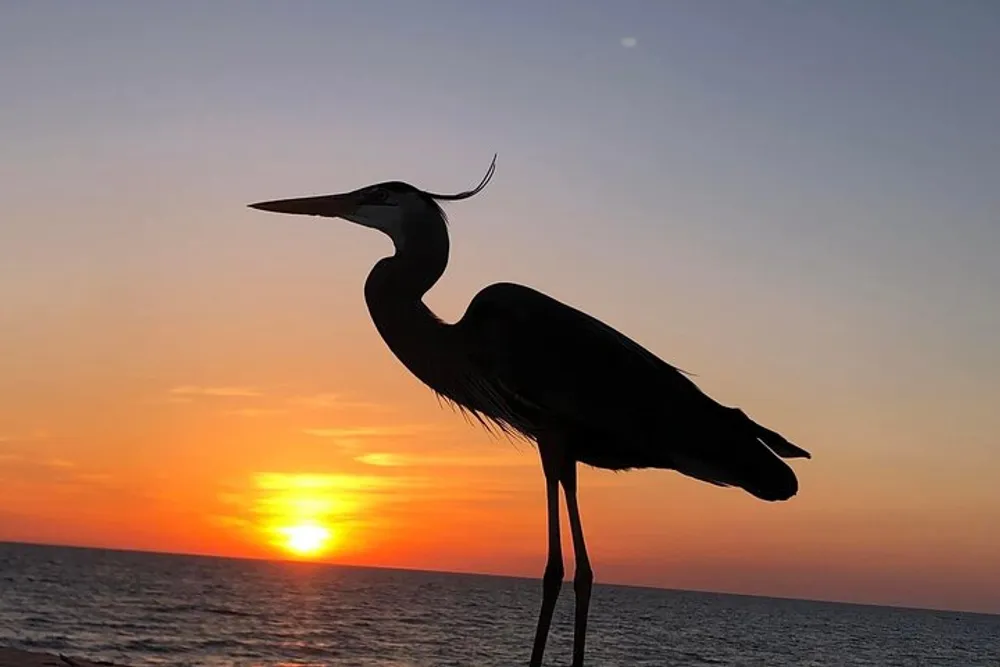 A heron is silhouetted against a vibrant sunset over the ocean
